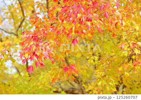 色づくトウカエデの葉 色づくトウカエデの葉 125260707