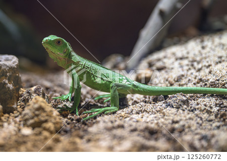木の枝を自由に行き来する元気なイグアナ 125260772