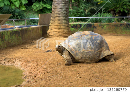 のんびりとした時間を感じるリクガメのいる風景 125260779