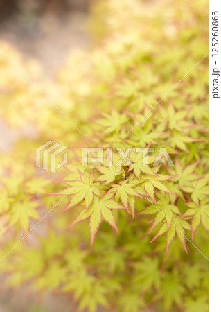 赤い縁取りの緑紅葉 125260863