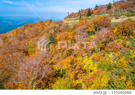 秋田 紅葉に染まる森吉山 秋田 紅葉に染まる森吉山 125260866