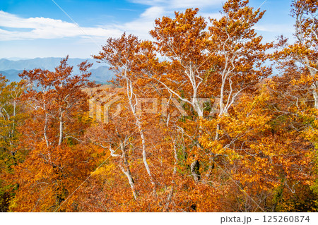 秋田 紅葉に染まる森吉山 秋田 紅葉に染まる森吉山 125260874