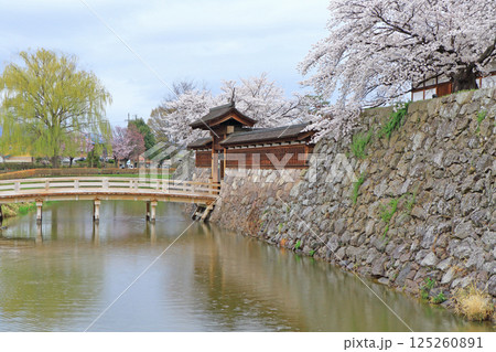 桜咲く松代城跡 125260891