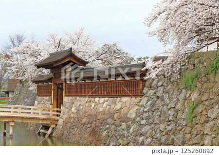 桜咲く松代城跡 桜咲く松代城跡 125260892