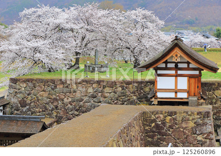 桜咲く松代城跡 桜咲く松代城跡 125260896
