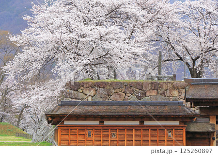 桜咲く松代城跡 125260897