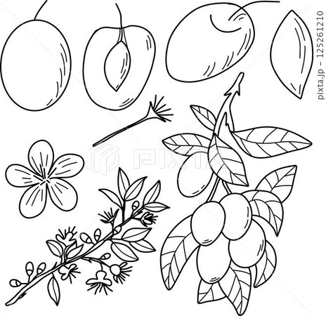 Plums and Blossoms Outline Illustration with Botanical Elements. Plums and Blossoms Outline Illustration with Botanical Elements. 125261210