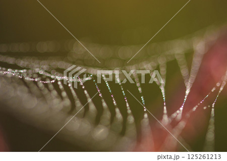 秋の森景色　虹色に輝く朝露を付けた蜘蛛の巣 125261213