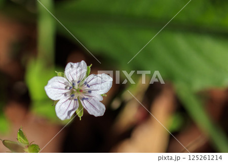 秋の野に咲くゲンノショウコの花 125261214