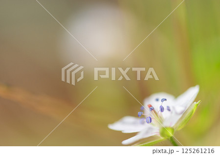 秋の野に咲くゲンノショウコの花 秋の野に咲くゲンノショウコの花 125261216
