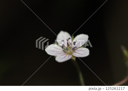秋の野に咲くゲンノショウコの花 125261217