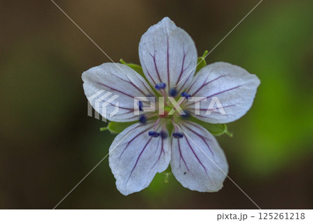 秋の野に咲くゲンノショウコの花 125261218