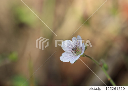 秋の野に咲くゲンノショウコの花 125261220