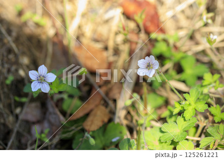 秋の野に咲くゲンノショウコの花 125261221
