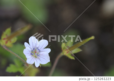 秋の野に咲くゲンノショウコの花 秋の野に咲くゲンノショウコの花 125261223