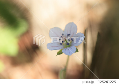 秋の野に咲くゲンノショウコの花 秋の野に咲くゲンノショウコの花 125261225