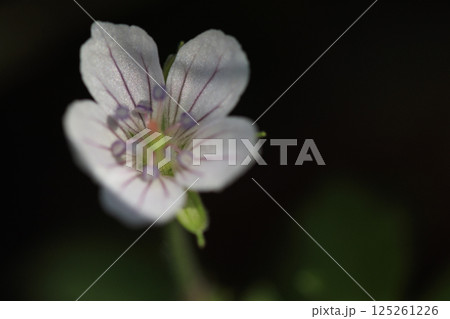 秋の野に咲くゲンノショウコの花クローズアップ 秋の野に咲くゲンノショウコの花クローズアップ 125261226