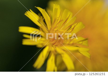 秋の野に咲く黄色のタンポポの花 秋の野に咲く黄色のタンポポの花 125261231