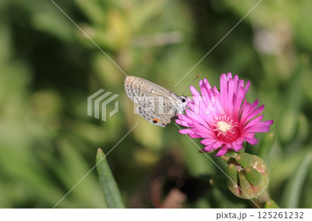秋の野の花にとまる蝶ウラナミシジミ 秋の野の花にとまる蝶ウラナミシジミ 125261232