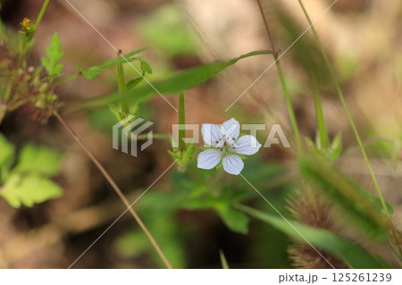 秋の野に咲くゲンノショウコの花 秋の野に咲くゲンノショウコの花 125261239