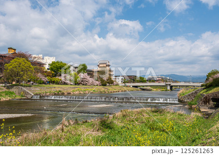 春の鴨川風景　京都市 125261263