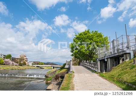 春の鴨川風景　琵琶湖疏水合流付近　京都市 125261266