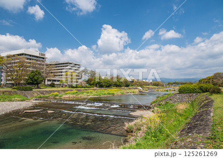 春の鴨川風景　京都市 125261269