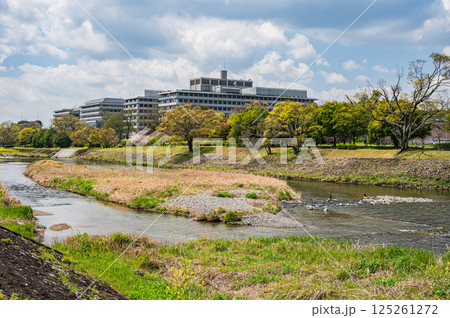 春の鴨川風景 京都市 春の鴨川風景 京都市 125261272