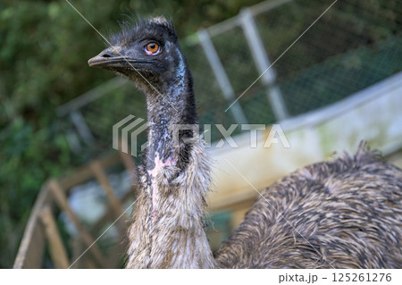 エミューの愛らしい表情を間近で撮影した動物園スナップ 125261276