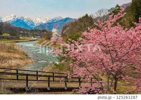 諏訪峡の桜 諏訪峡の桜 125261287