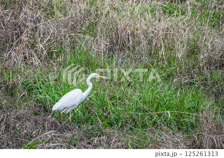 シラサギ（ダイサギ）　京都市鴨川 125261313