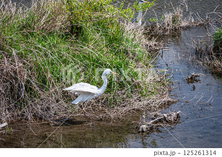シラサギ(ダイサギ) 京都市鴨川 シラサギ(ダイサギ) 京都市鴨川 125261314