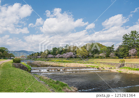 春の鴨川風景 京都市 春の鴨川風景 京都市 125261364
