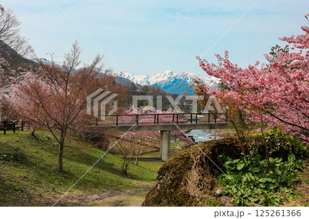 桜と谷川岳1 125261366