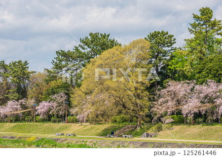春の鴨川風景　京都市 125261446