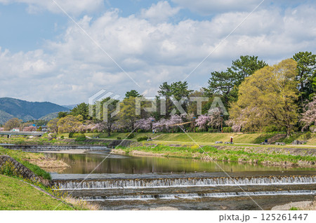 春の鴨川風景 京都市 春の鴨川風景 京都市 125261447
