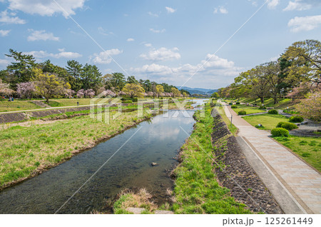 春の鴨川風景 京都市 春の鴨川風景 京都市 125261449