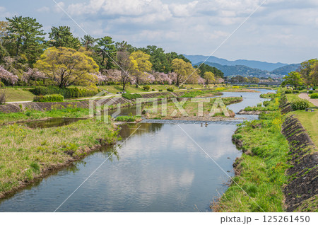 春の鴨川風景 京都市 春の鴨川風景 京都市 125261450