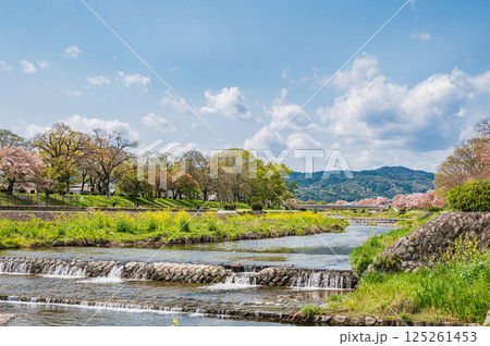 春の鴨川風景　京都市 125261453