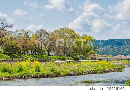 春の鴨川風景　京都市 125261454