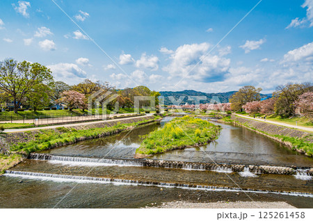 春の鴨川風景 京都市 春の鴨川風景 京都市 125261458