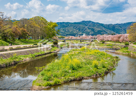 春の鴨川風景　京都市 125261459