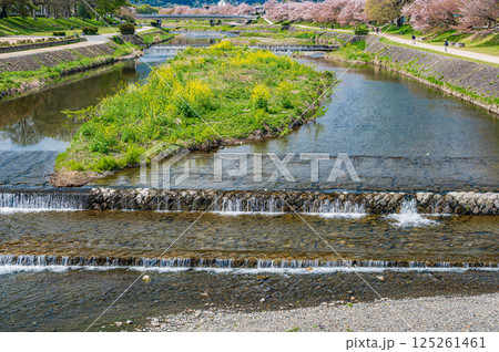 春の鴨川風景　京都市 125261461
