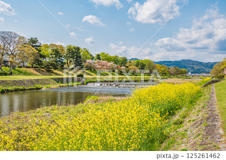 春の鴨川風景　京都市 125261462