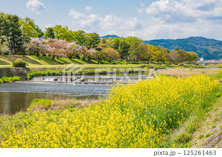 春の鴨川風景　京都市 125261463
