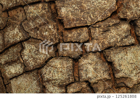 Bark of a Cluster Fig Tree 125261808