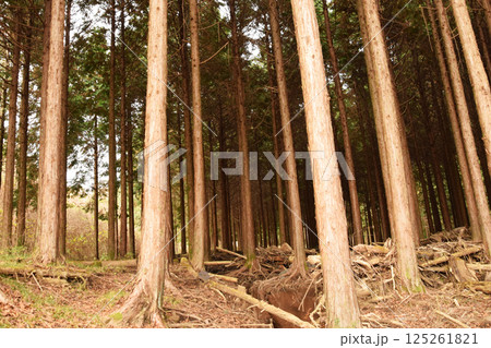 林立する杉の木 125261821