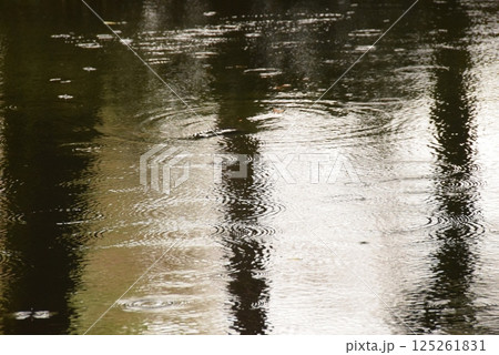 水面に映る緑 125261831