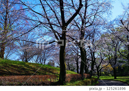 桜祭り　満開の城山公園の桜　散歩道　桶川市 125261896