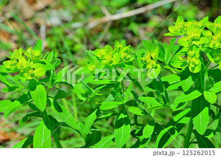 散歩コースに咲く可憐なノウルシ 上尾丸山公園付近 散歩コースに咲く可憐なノウルシ 上尾丸山公園付近 125262015
